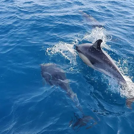 Mi Casa Su Casa ホームステイ